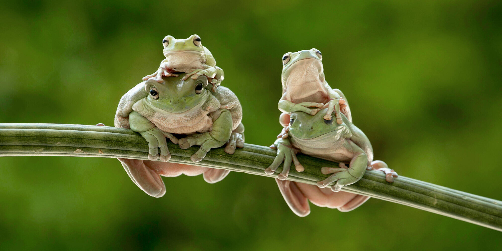 Some frogs that love Gab